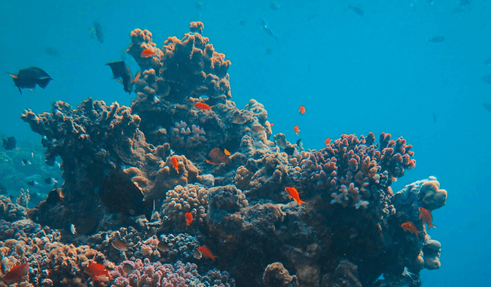 Business and the Blue Economy